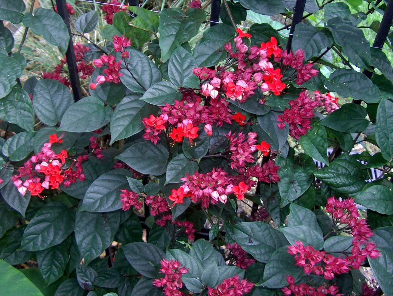Clerodendrum Splendens